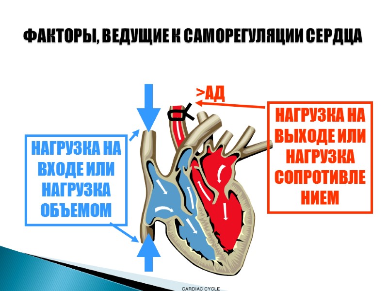 ФАКТОРЫ, ВЕДУЩИЕ К САМОРЕГУЛЯЦИИ СЕРДЦА НАГРУЗКА НА ВХОДЕ ИЛИ НАГРУЗКА ОБЪЕМОМ >АД НАГРУЗКА НА